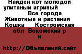 Найден кот,молодой упитаный игривый 12.03.2017 - Все города Животные и растения » Кошки   . Костромская обл.,Вохомский р-н